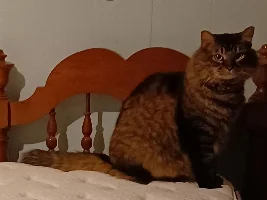 Show us your cat/s!