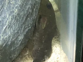 Is this an Upside Down??