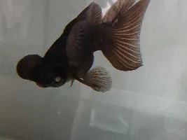 Goldfish Eye Problem