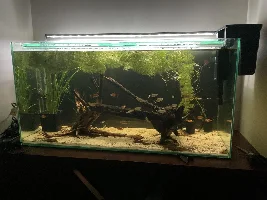 148.6L (39.2 gallon) aquarium journal