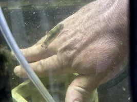 "Interactiv" fish