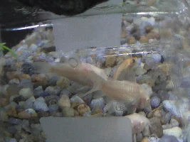 How to stop other fish eating catfish food