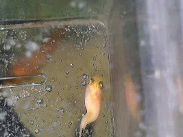 Fish with curve spine
