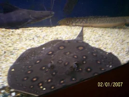 Post A Pic Of Your Fish And Rate Fish Above You