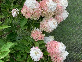 For Hydrangea Lovers Only…. They had