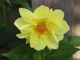Flowers, flowers, flowers...