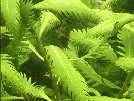 id help for plant