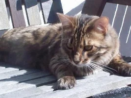 Mika - Bengal Kitten Updated Pics