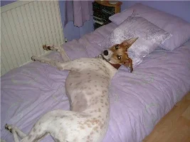 Lurchers