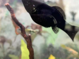 How pregnant is my Molly?!?