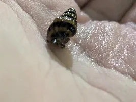 High-Quality Snail Photos Needed!
