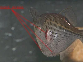 Open Wounds On Hatchet Fish