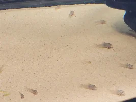 New Bronze/Albino Eggs & Fry