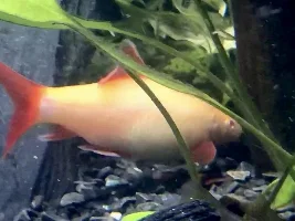 109g planted tank