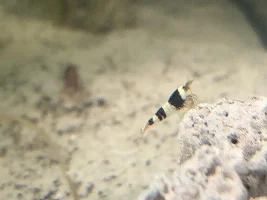 Taiwan bee mischling shrimp - my new little ones