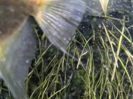 Pet store “mutt” angel getting filaments