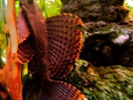 Ruined Sailfin Pleco :'-(