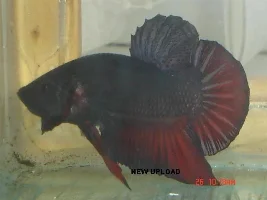 Here's My Tank
