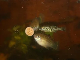 Hybrids platy x swordtail