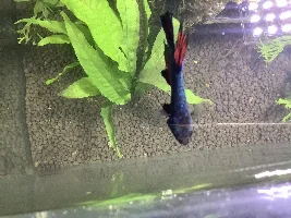 Rescued betta