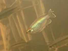Regional tanks… what can go in with Congo tetras