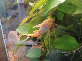 my 12 year old albino BN