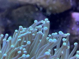 29g Saltwater Nano Tank