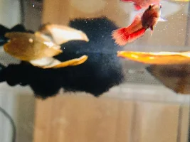 Bird or Bloke (5 weeks)