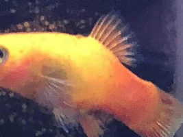 Help with my fish!?