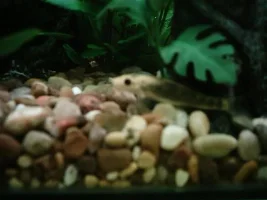 Look.. my first ever tank :D