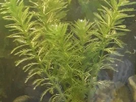 Plants are amazing