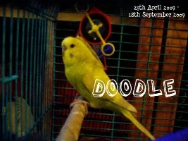 New Budgies :)