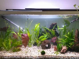 4ft betta tank - equiptment and advice
