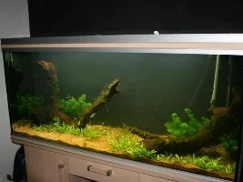 Planted Journal...