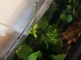 60l krib tank