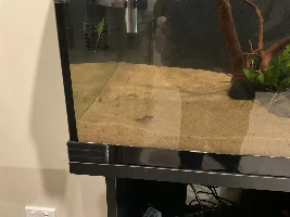 139.2L (36.7 gallon) aquarium journal