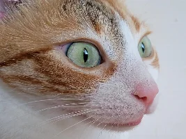 Vote Now! - November 2022 Pet of the Month Contest