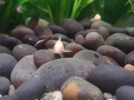 What's your favourite fish?