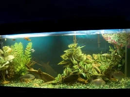 some fish pics