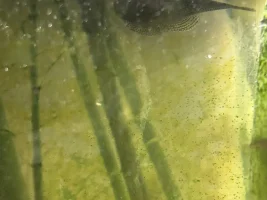 My Asian tank gets a new name… it’s now my “Bamboo water garden”