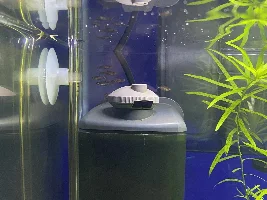 Chilli Rasbora activity