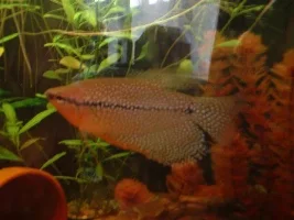 my gourami