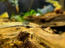 Cories, lots of cories.