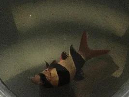 I am desperate! Clown Loach concussion??