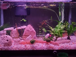 10g tank for dwarf gourami