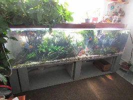Stan's freshwater 240 gallon extravaganza. Trials and tribulations of  a sunlit aquarium