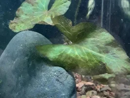Filter flow adjustment