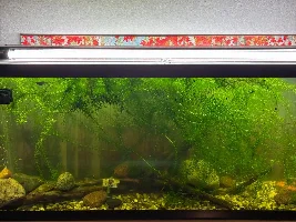 The Anacharis Plant