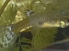 Help diagnose sick guppy