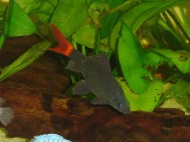RedTail Shark Pics